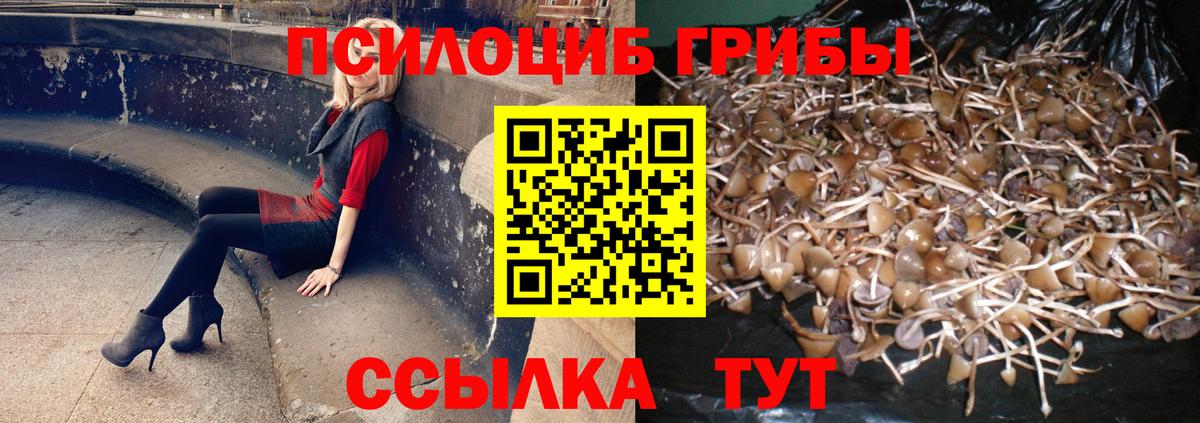 Галлюциногенные грибы Psilocybe Домодедово